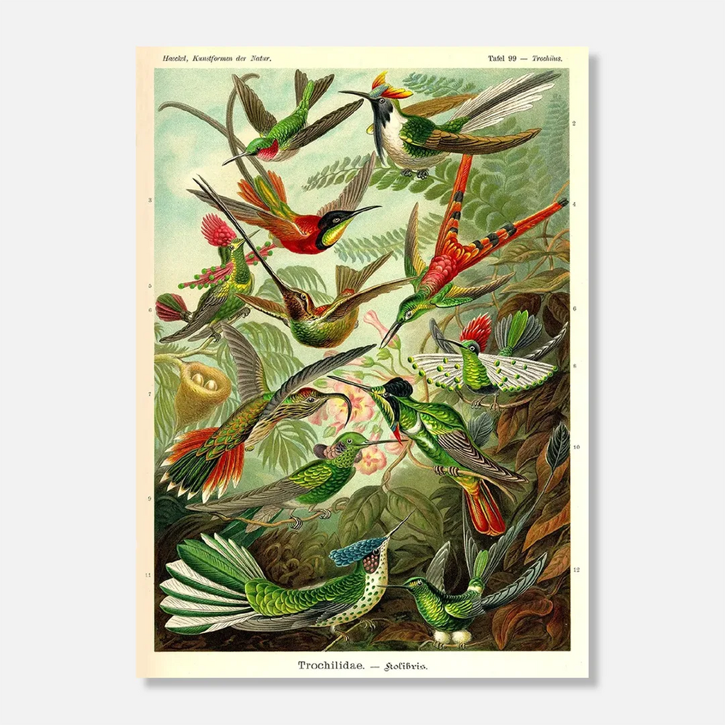 Affiche « Kolibris »