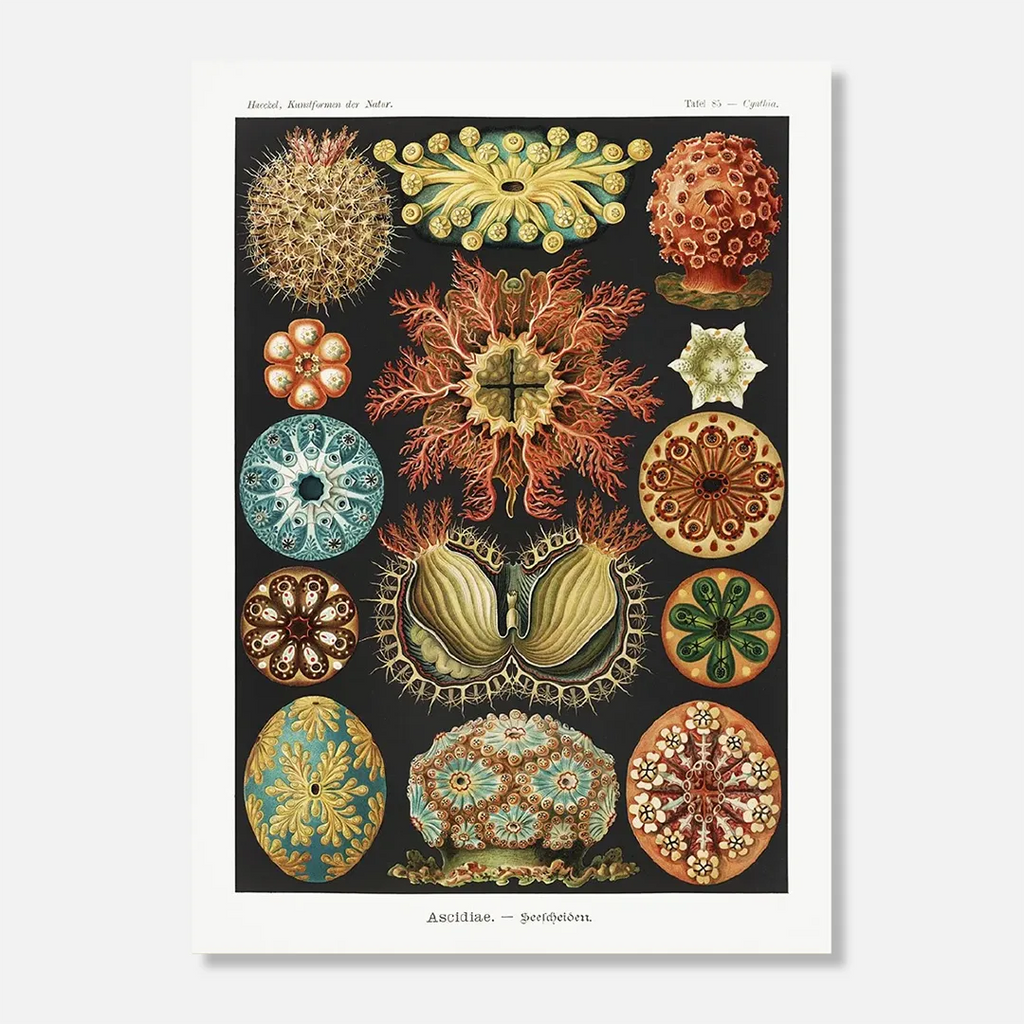 Affiche « Ascidiae - Plantes sous-marines »