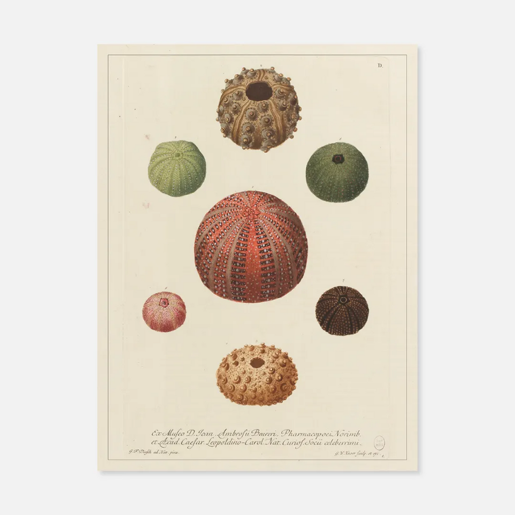affiche oursins gravure planche encyclopédique made in france 